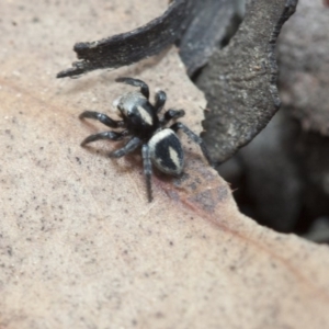 Salpesia sp. (genus) at Point 26 - 19 Mar 2017