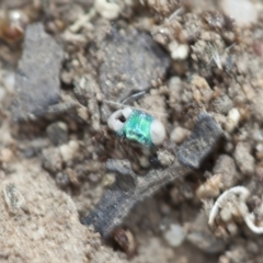 Chrysididae (family) (Cuckoo wasp or Emerald wasp) at Point 26 - 19 Mar 2017 by DaveW