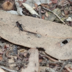 Pompilidae (family) (Unidentified Spider wasp) at Black Mountain - 18 Mar 2017 by DaveW