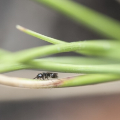 Unidentified Bee (Hymenoptera, Apiformes) at Point 26 - 18 Mar 2017 by DaveW