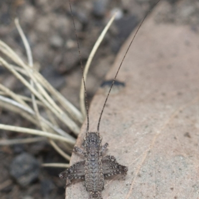 Eurepa marginipennis (Mottled bush cricket) at Point 26 - 18 Mar 2017 by DaveW