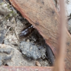 Unidentified at Black Mountain - 19 Mar 2017 by DaveW