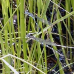 Austrolestes leda (Wandering Ringtail) at Black Mountain - 23 Dec 2016 by ibaird