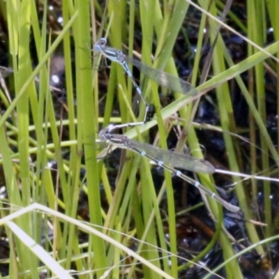 Austrolestes leda (Wandering Ringtail) at Black Mountain - 23 Dec 2016 by ibaird