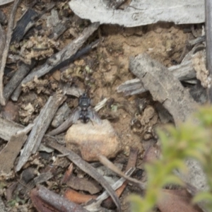 Tachinidae (family) at Acton, ACT - 19 Mar 2017