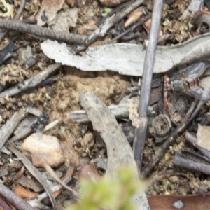 Tachinidae (family) at Acton, ACT - 19 Mar 2017