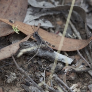 Phaulacridium vittatum at Acton, ACT - 19 Mar 2017