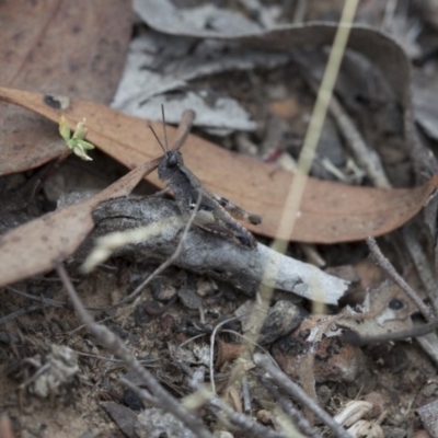 Phaulacridium vittatum (Wingless Grasshopper) at Black Mountain - 18 Mar 2017 by DaveW