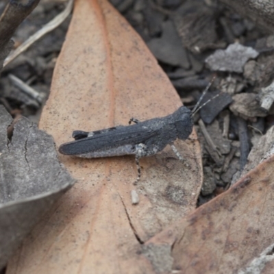 Pycnostictus sp. (genus) (A bandwing grasshopper) at Black Mountain - 18 Mar 2017 by DaveW