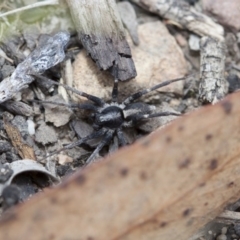 Zoridae (family) (Unidentified Wandering ghost spider) at Black Mountain - 18 Mar 2017 by DaveW