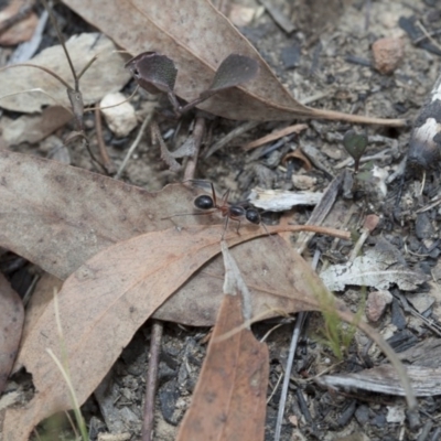 Camponotus sp. (genus) (A sugar ant) at Black Mountain - 18 Mar 2017 by DaveW