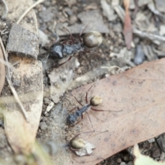 Camponotus suffusus (Golden-tailed sugar ant) at Black Mountain - 18 Mar 2017 by DaveW