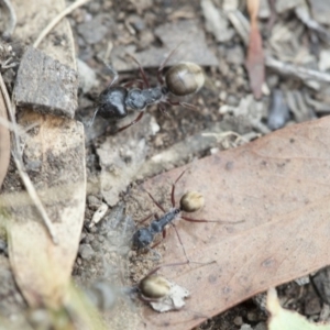 Camponotus suffusus at Acton, ACT - 19 Mar 2017
