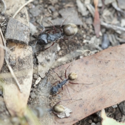 Camponotus suffusus (Golden-tailed sugar ant) at Acton, ACT - 18 Mar 2017 by DaveW