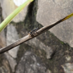 Myrmecia sp., pilosula-group at Acton, ACT - 26 Mar 2017 09:57 AM