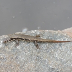 Eulamprus heatwolei (Yellow-bellied Water Skink) at Tharwa, ACT - 7 Jan 2017 by michaelb