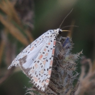 Utetheisa pulchelloides (Heliotrope Moth) at Tharwa, ACT - 7 Jan 2017 by michaelb