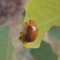 Paropsisterna cloelia (Eucalyptus variegated beetle) at Tharwa, ACT - 7 Jan 2017 by MichaelBedingfield