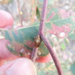 Gonipterus sp. (genus) at Tharwa, ACT - 7 Jan 2017