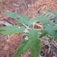 Olearia lirata (Snowy Daisybush) at Isaacs, ACT - 24 Jun 2017 by Mike