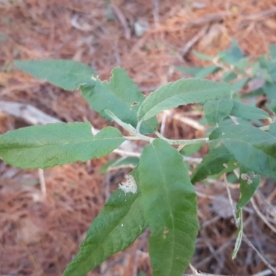 Olearia lirata (Snowy Daisybush) at Isaacs Ridge and Nearby - 24 Jun 2017 by Mike