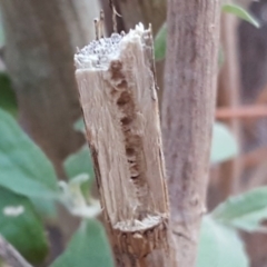 Olearia lirata at Isaacs, ACT - 24 Jun 2017