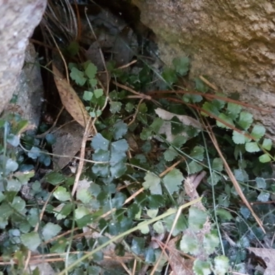 Asplenium flabellifolium (Necklace Fern) at Isaacs, ACT - 24 Jun 2017 by Mike