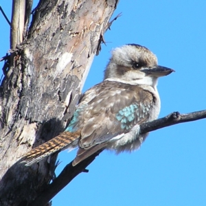 Dacelo novaeguineae at Urambi Hills - 24 Jun 2017