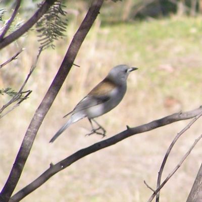 Colluricincla harmonica (Grey Shrikethrush) at Urambi Hills - 24 Jun 2017 by MatthewFrawley