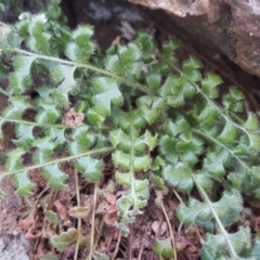 Pleurosorus rutifolius (Blanket Fern) at Isaacs Ridge and Nearby - 24 Jun 2017 by Mike