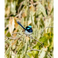 Malurus cyaneus (Superb Fairywren) at Millingandi, NSW - 20 Jun 2017 by JulesPhotographer