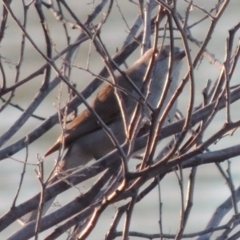 Colluricincla harmonica (Grey Shrikethrush) at Tennent, ACT - 6 Aug 2014 by michaelb