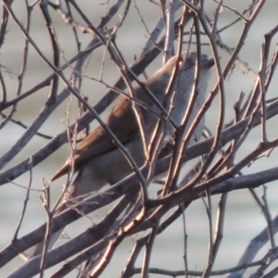 Colluricincla harmonica (Grey Shrikethrush) at Gigerline Nature Reserve - 6 Aug 2014 by michaelb