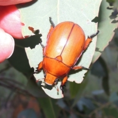 Anoplognathus montanus (Montane Christmas beetle) at Gigerline Nature Reserve - 4 Jan 2017 by michaelb