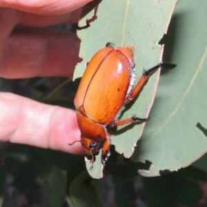 Anoplognathus montanus at Booth, ACT - 4 Jan 2017