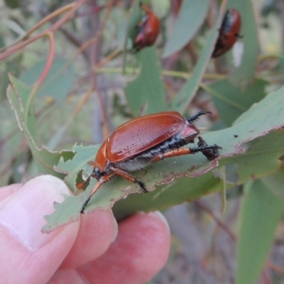 Anoplognathus porosus (Porosus Christmas beetle) at Gigerline Nature Reserve - 4 Jan 2017 by michaelb