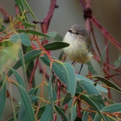 Smicrornis brevirostris (Weebill) at Wandiyali-Environa Conservation Area - 31 Mar 2016 by Wandiyali