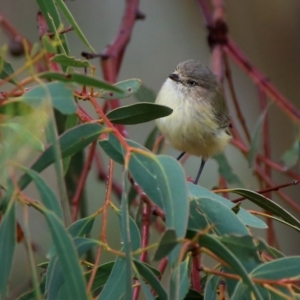 Smicrornis brevirostris at Googong, NSW - 1 Apr 2016