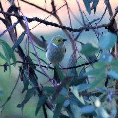 Ptilotula penicillata (White-plumed Honeyeater) at Googong, NSW - 24 Apr 2016 by Wandiyali