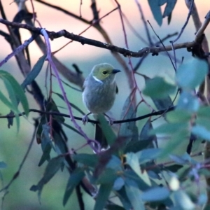 Ptilotula penicillata at Googong, NSW - 24 Apr 2016 08:02 AM