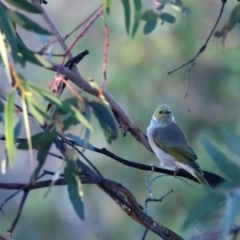 Ptilotula penicillata at Googong, NSW - 24 Apr 2016