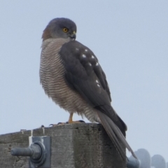 Accipiter fasciatus (Brown Goshawk) at Wandiyali-Environa Conservation Area - 16 Jun 2017 by Wandiyali