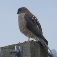 Accipiter fasciatus at Googong, NSW - 16 Jun 2017