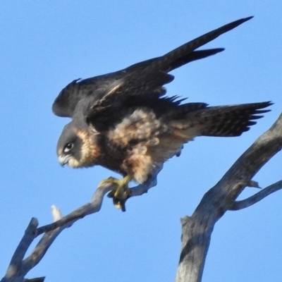 Falco longipennis (Australian Hobby) at Fadden, ACT - 25 Jun 2017 by JohnBundock