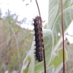 Junonia villida at Paddys River, ACT - 7 Jan 2017