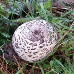 Chlorophyllum sp. at Isaacs Ridge - 25 Jun 2017 by Mike