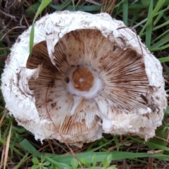 Chlorophyllum sp. at Isaacs Ridge - 25 Jun 2017 03:59 PM