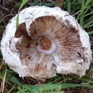 Chlorophyllum sp. at Isaacs Ridge - 25 Jun 2017