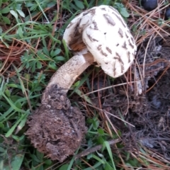 Chlorophyllum sp. at Isaacs Ridge - 25 Jun 2017 03:59 PM