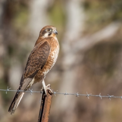 Falco berigora (Brown Falcon) at Gordon, ACT - 24 Jun 2017 by ajc